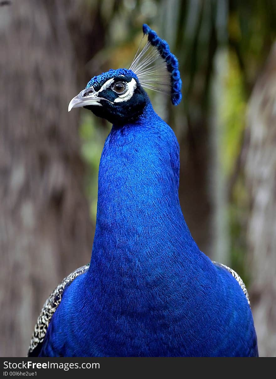 Peacock