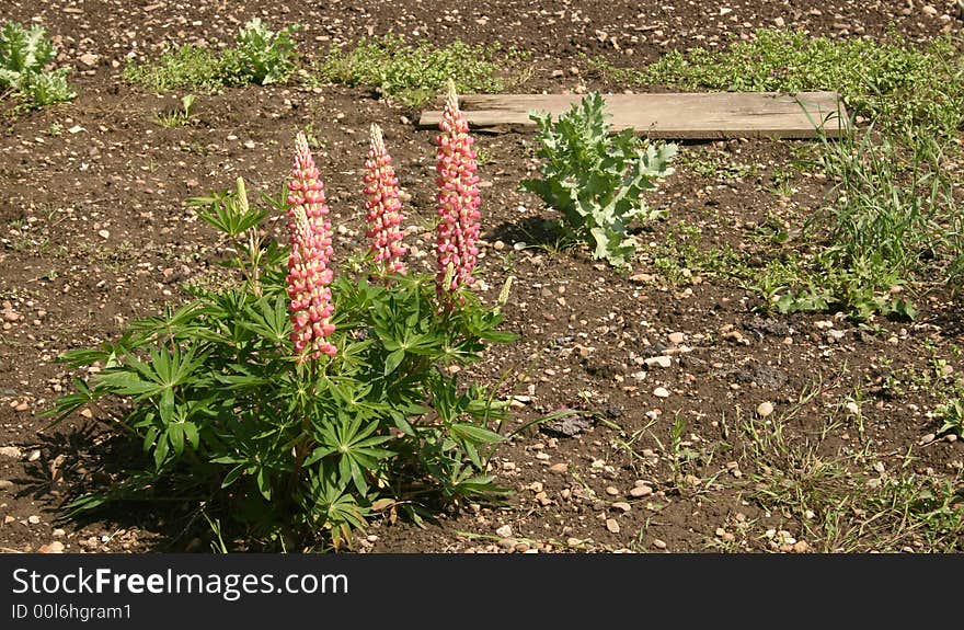 Lupins