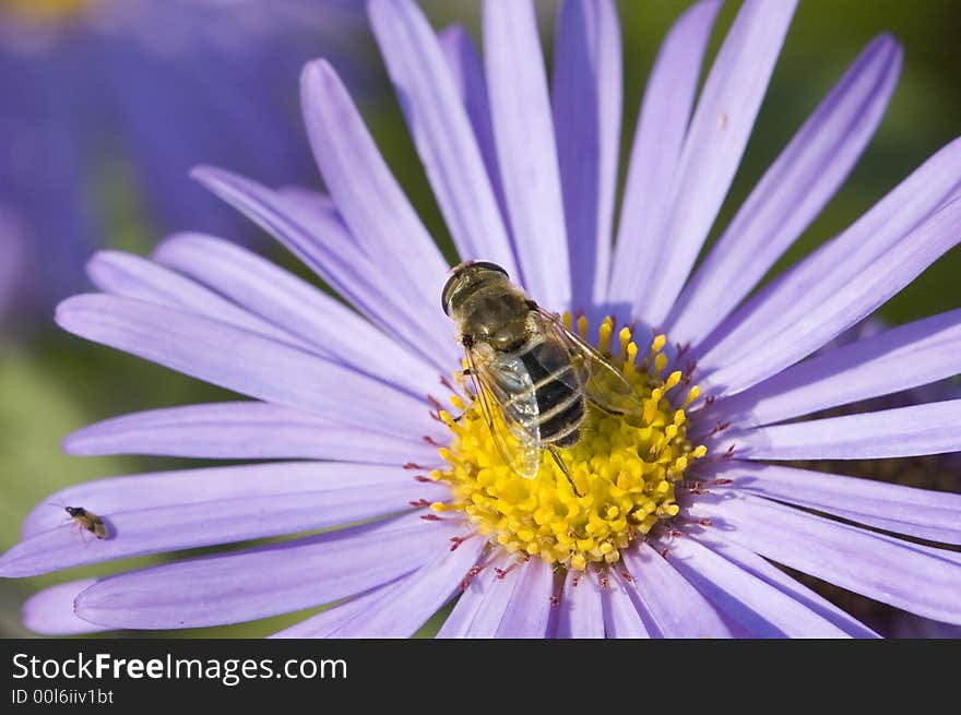 Bee on a light purple pink flower in summertime. Bee on a light purple pink flower in summertime