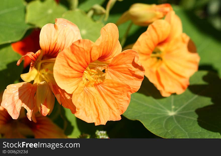 Macro shot of nasturian flowers in the sunshine. Macro shot of nasturian flowers in the sunshine