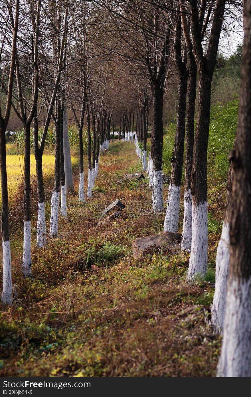 Two Rows Of Trees