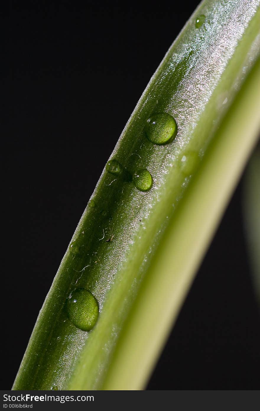 This photo was taken via a macro lens so that you could see the cells of the plant. This photo was taken via a macro lens so that you could see the cells of the plant.