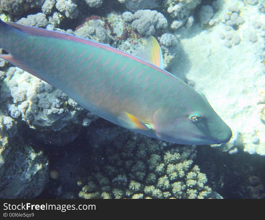 Parrot fish in the Red sea