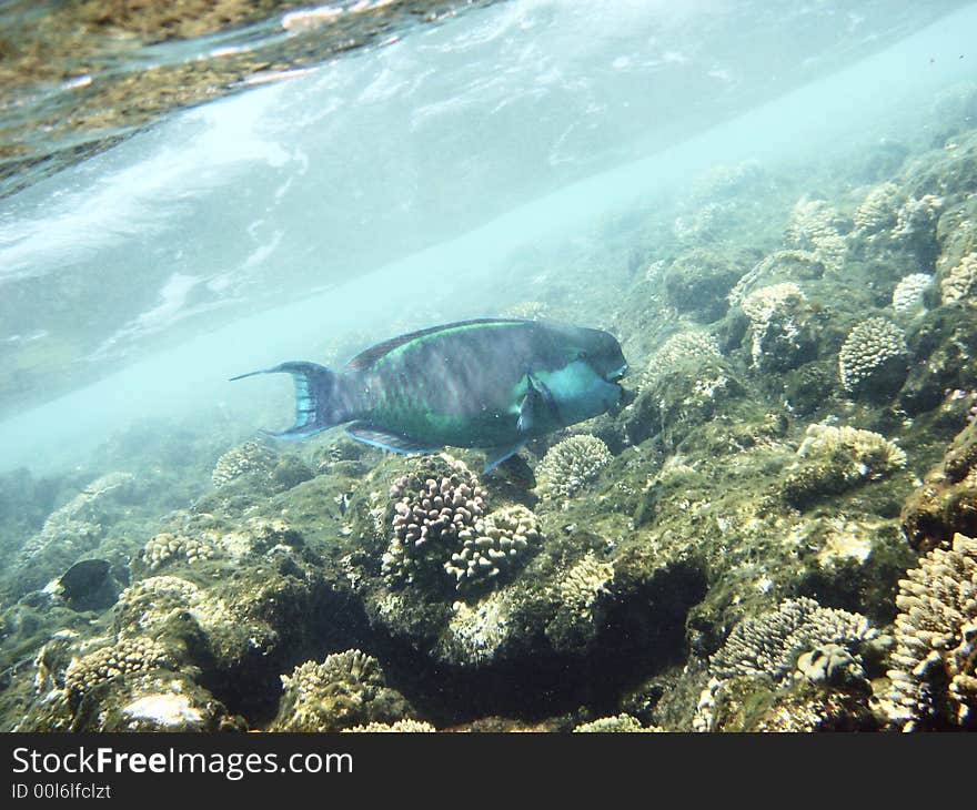 Parrot fish in the Red sea