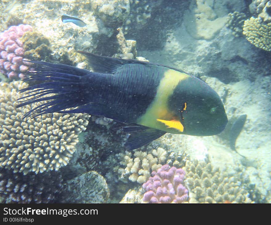 Angelfish on coral reef Red sea