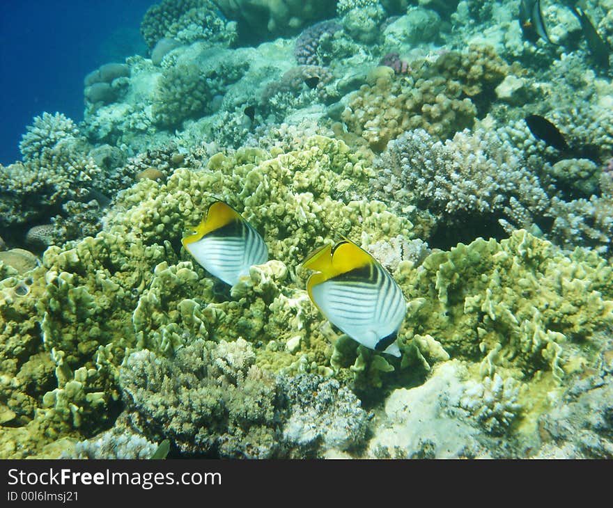 Angelfish on the coral reef