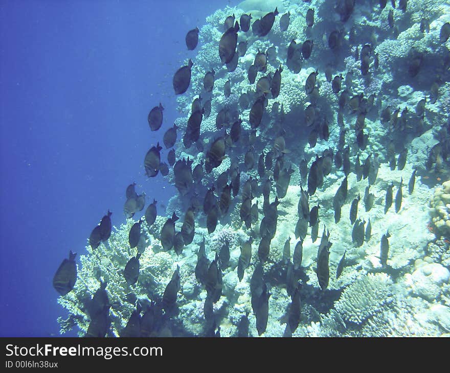 Angelfish and coral reef Red sea