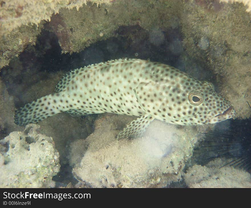 Tropical fish in the red sea