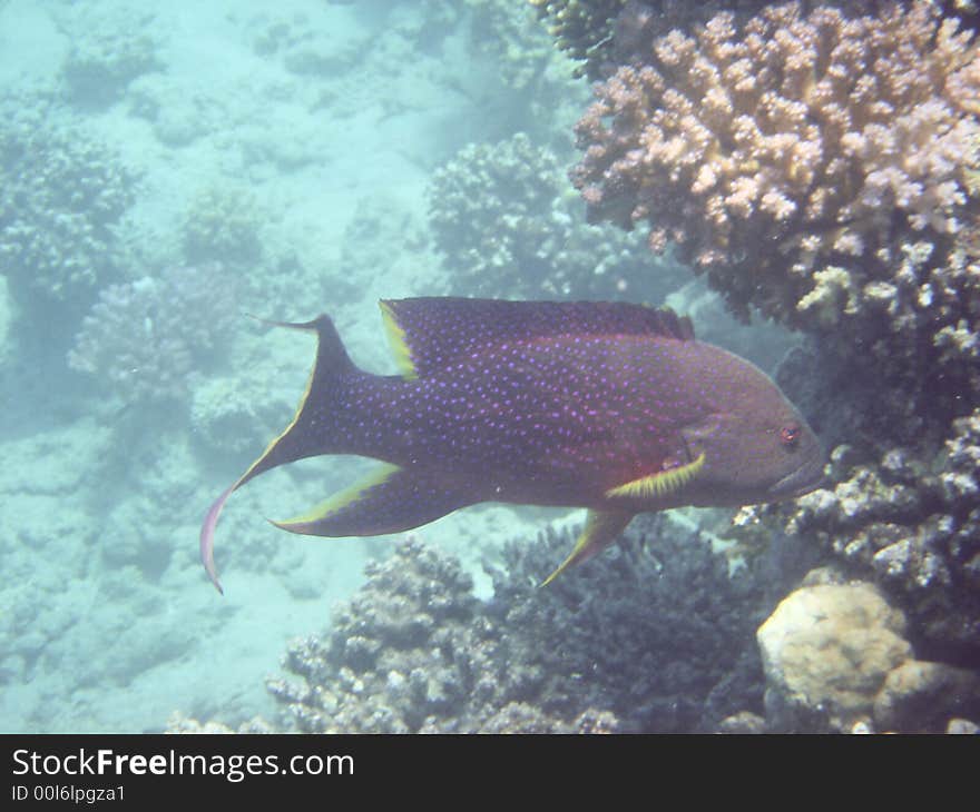 Tropical fish in the Red sea