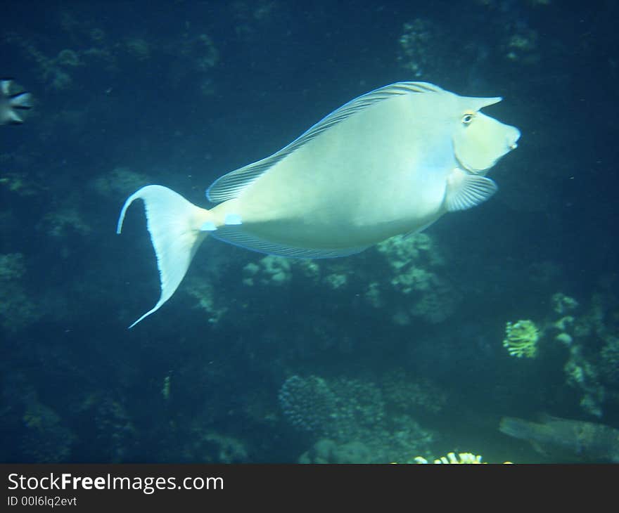 Filefish in the Red sea