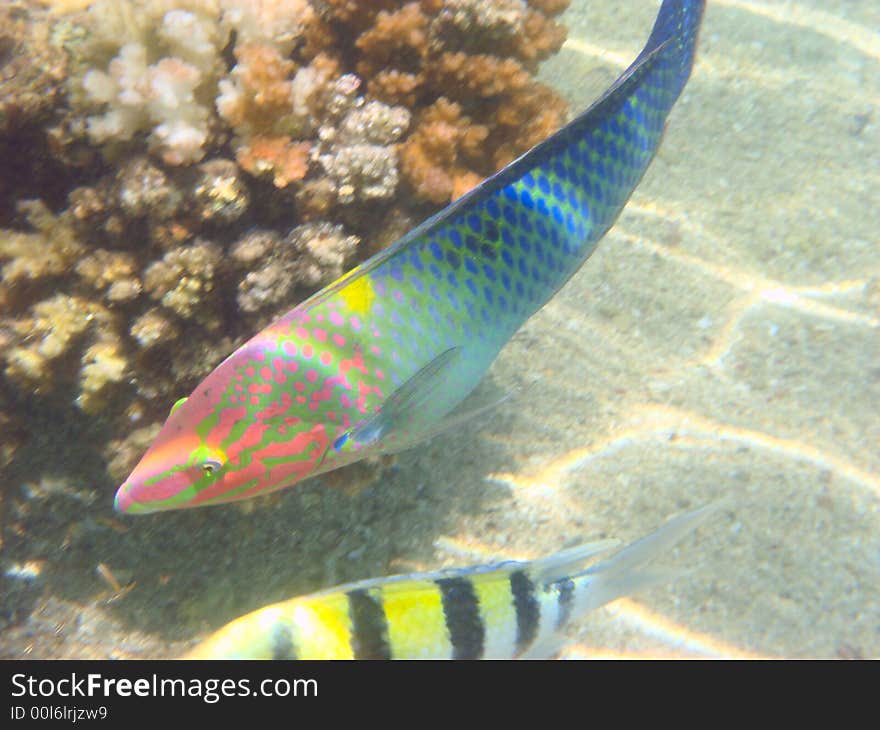 Tropical fish in the Red sea. Tropical fish in the Red sea