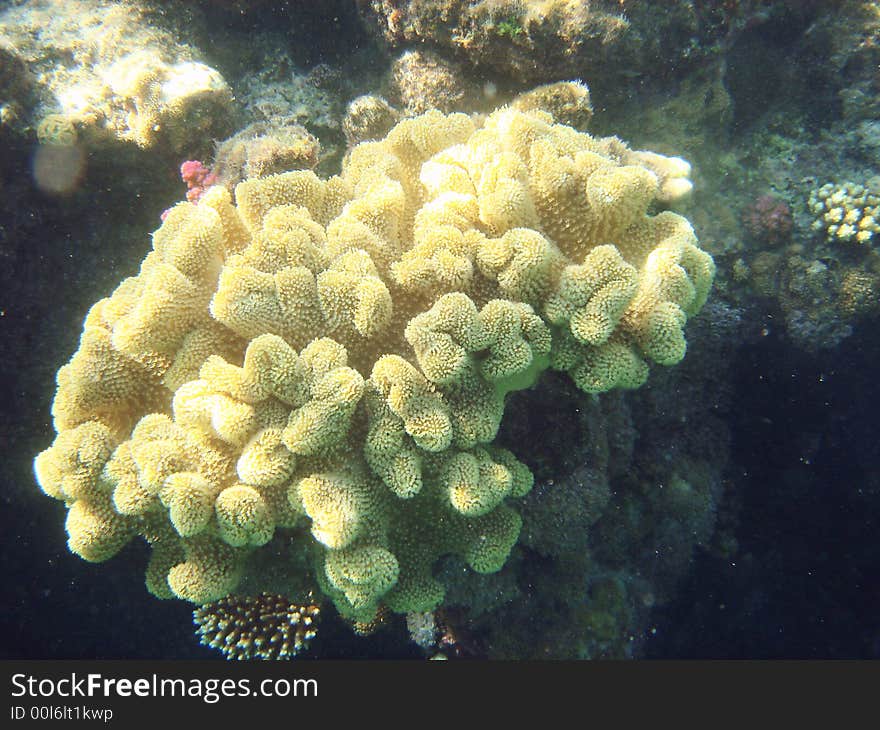 Alcyonarians, soft coral  in the Red sea