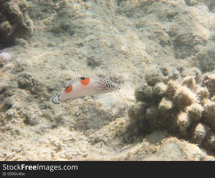 Angelfish in the red sea