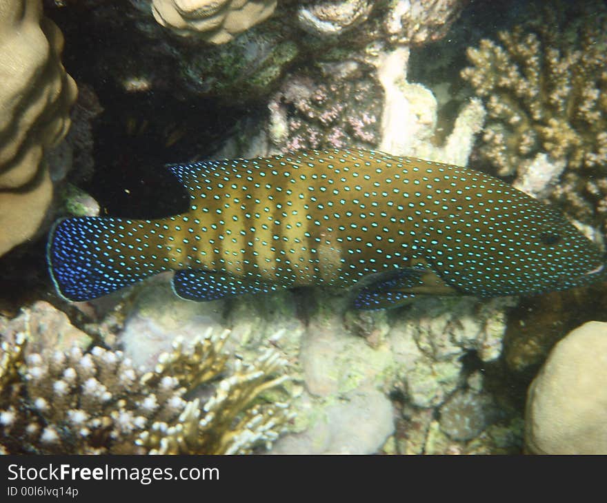 Tropical fish in the Red sea