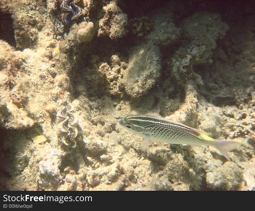 Angelfish in the Red sea