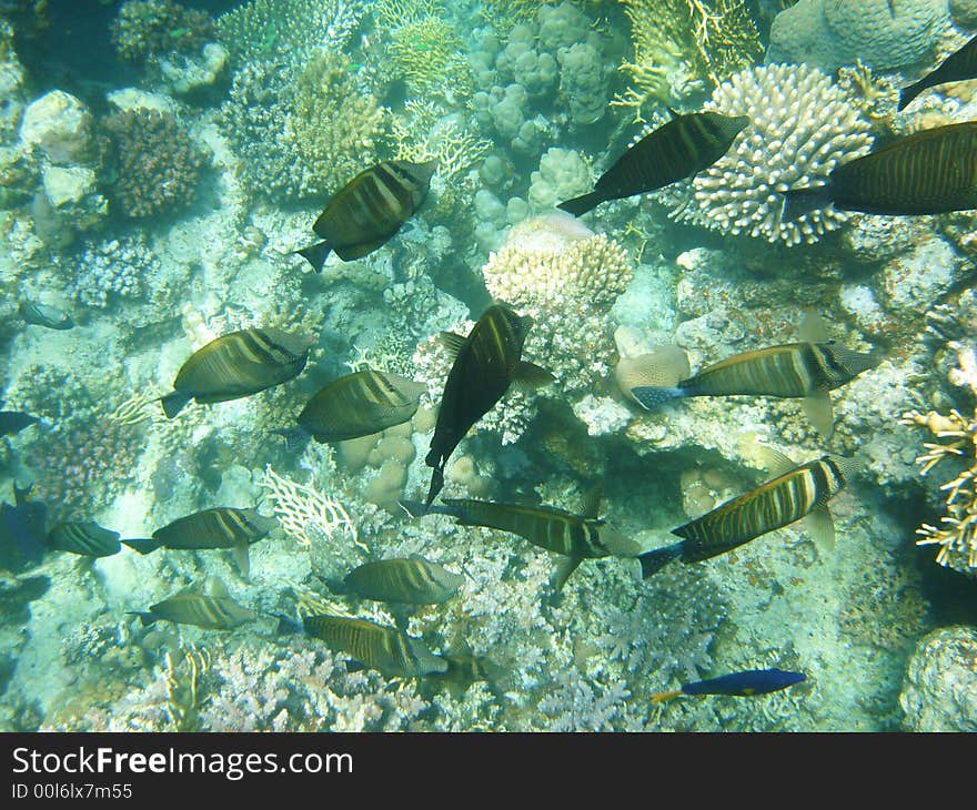 Tropical fish ahd coral reef