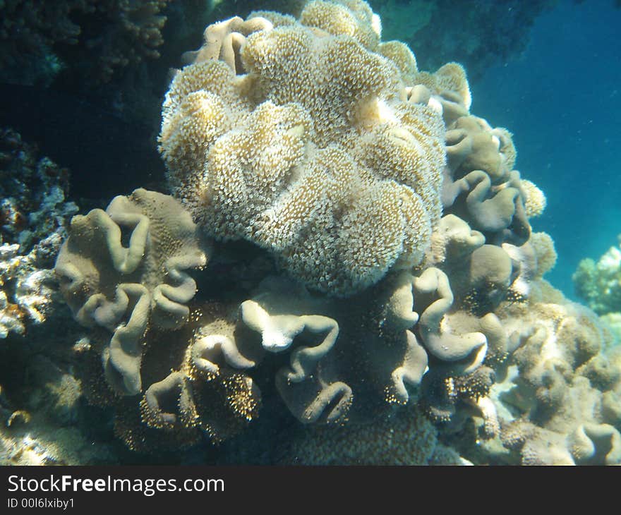 Alcyonarians, soft coral tropical fish in the Red sea