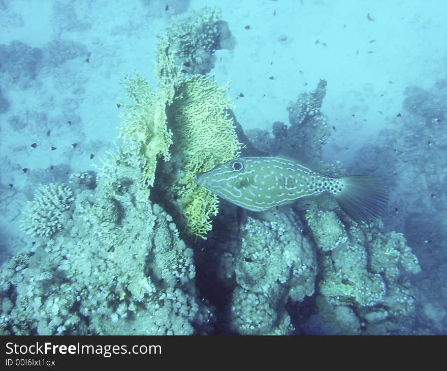 Tropical fish in the Red sea