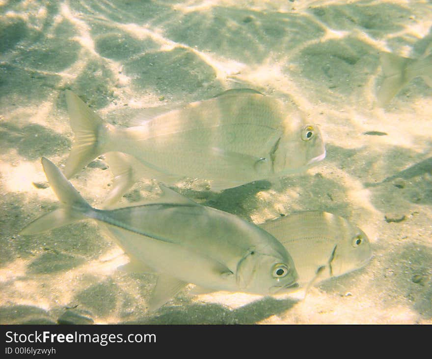 Tropical fish on shallow water