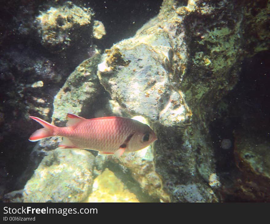 Red  tropical fish in the Red sea. Red  tropical fish in the Red sea