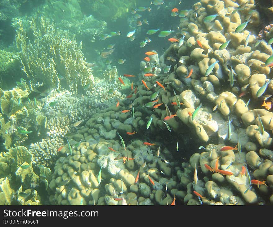 Red angelfish and coral reef in the Red sea