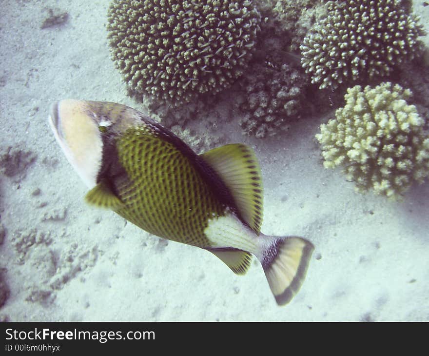 Tropical fish in the Red sea