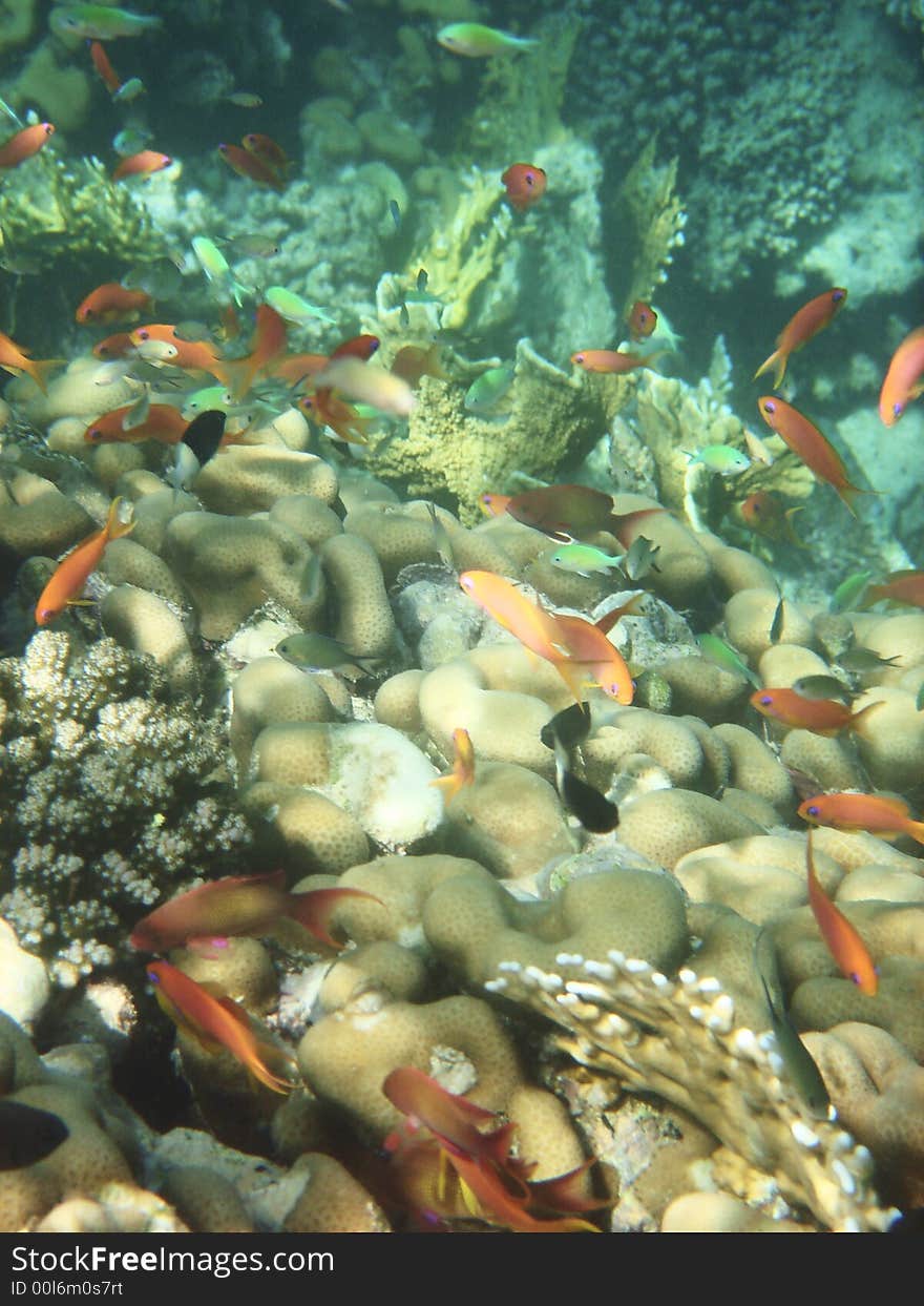 Red angelfish and coral reef