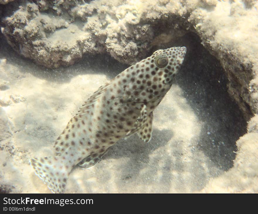 Tropical fish in the Red sea