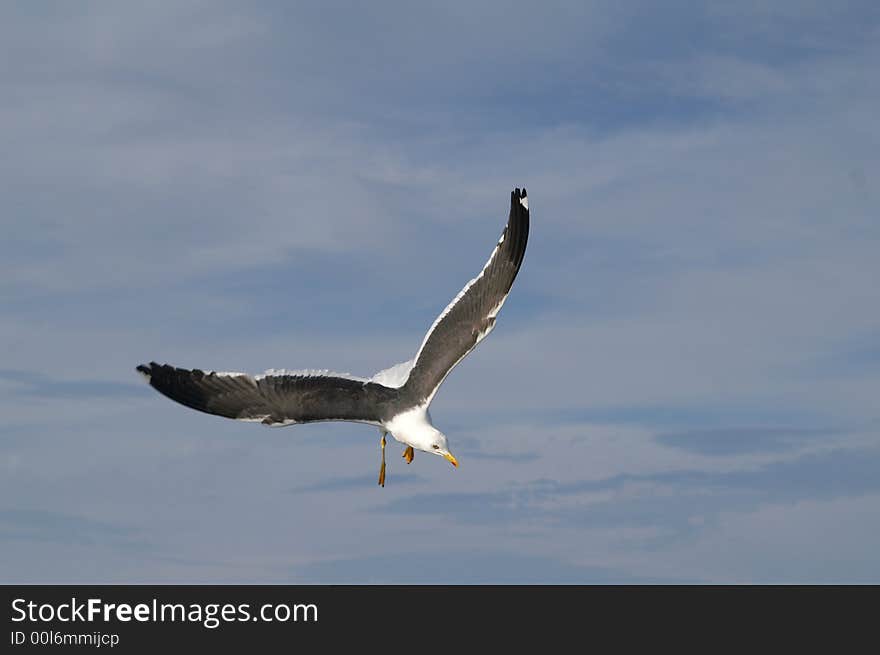 The seagull in the sky