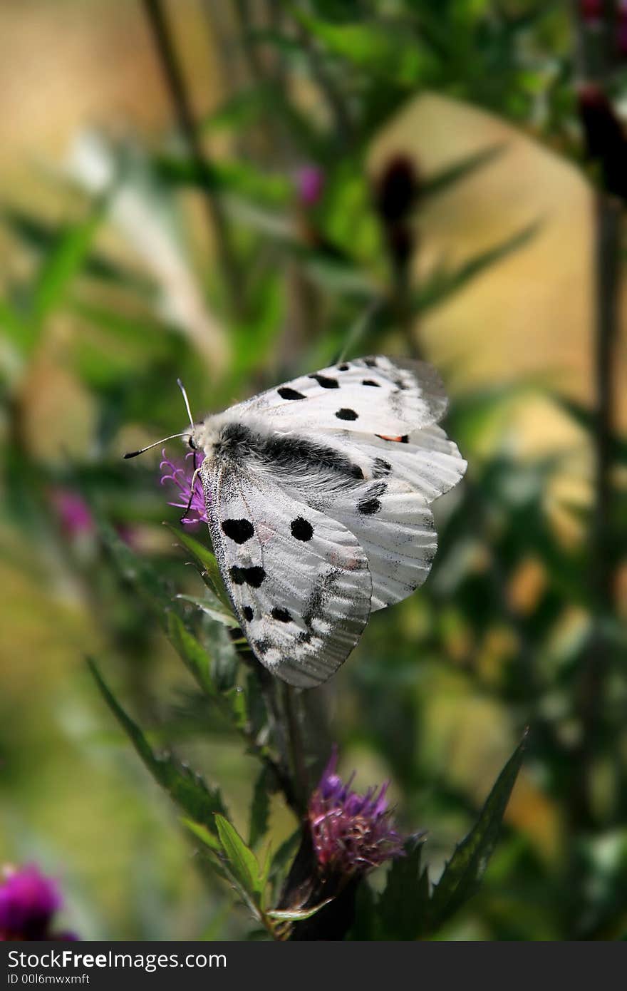 Butterfly