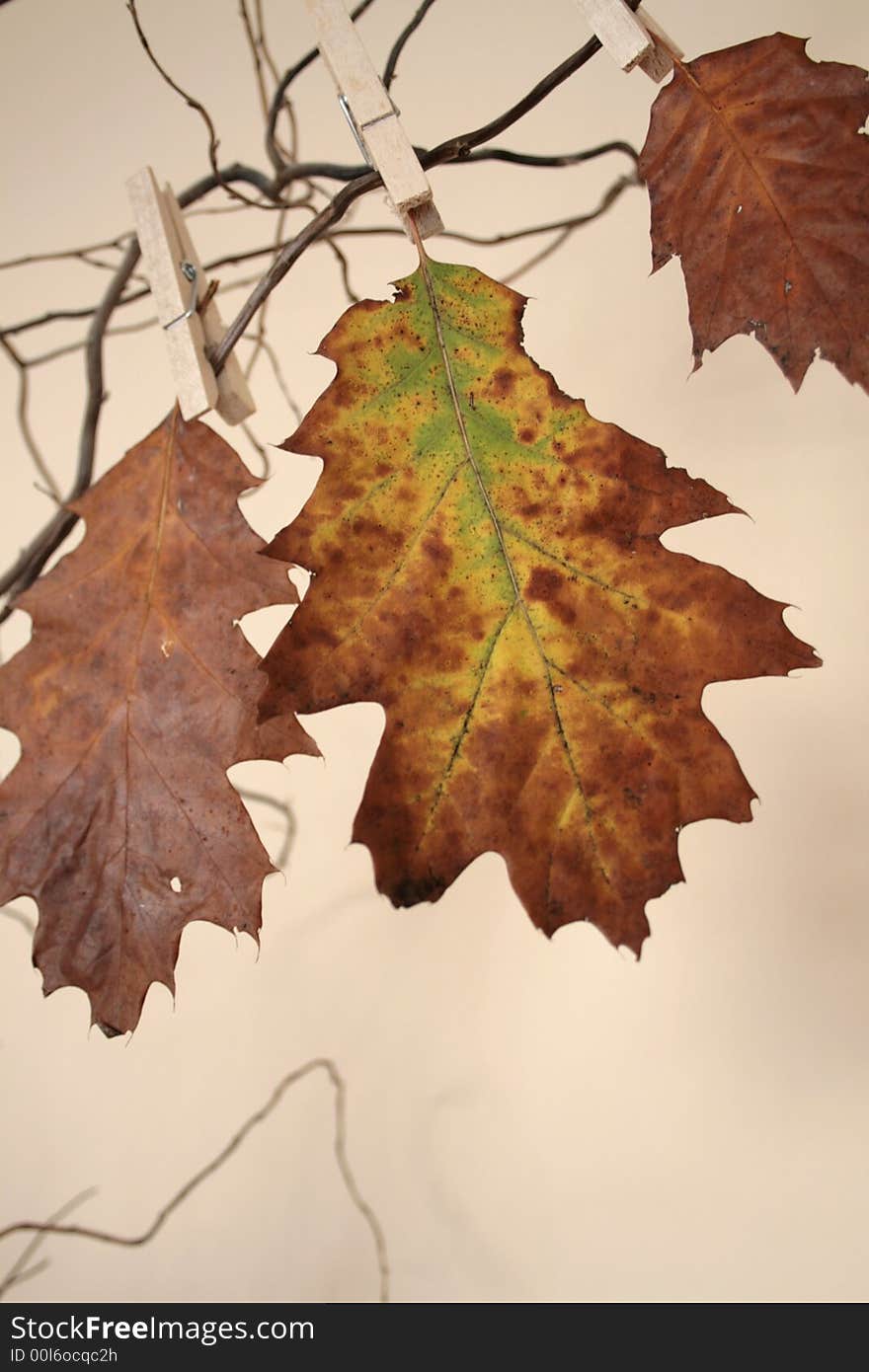 Leaves in beautiful autumn colours on ecry background