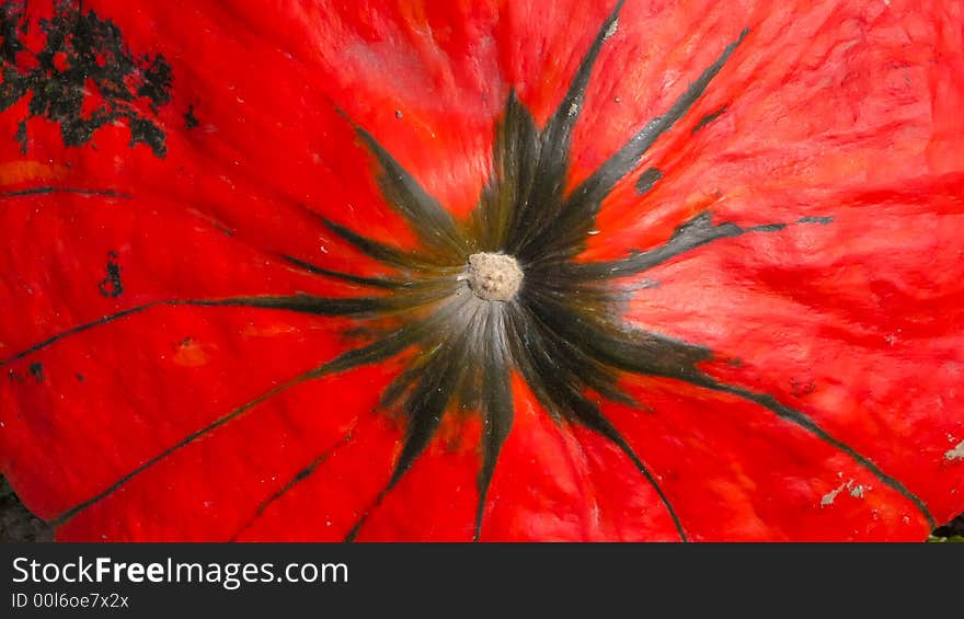 Close-up view of a red pumpkin in a field in lower Austria. Close-up view of a red pumpkin in a field in lower Austria