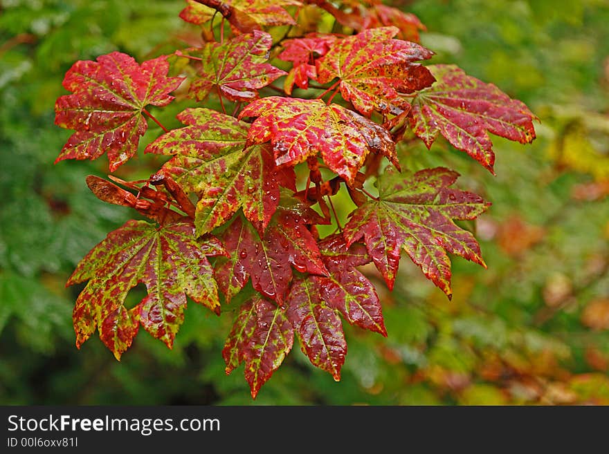 Close up view of wet leaves on a vine Maple Tree. Close up view of wet leaves on a vine Maple Tree.