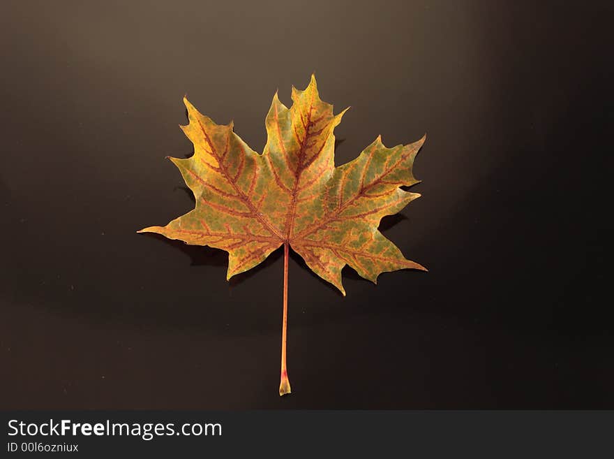 Colorful Autumn Leaf on Black