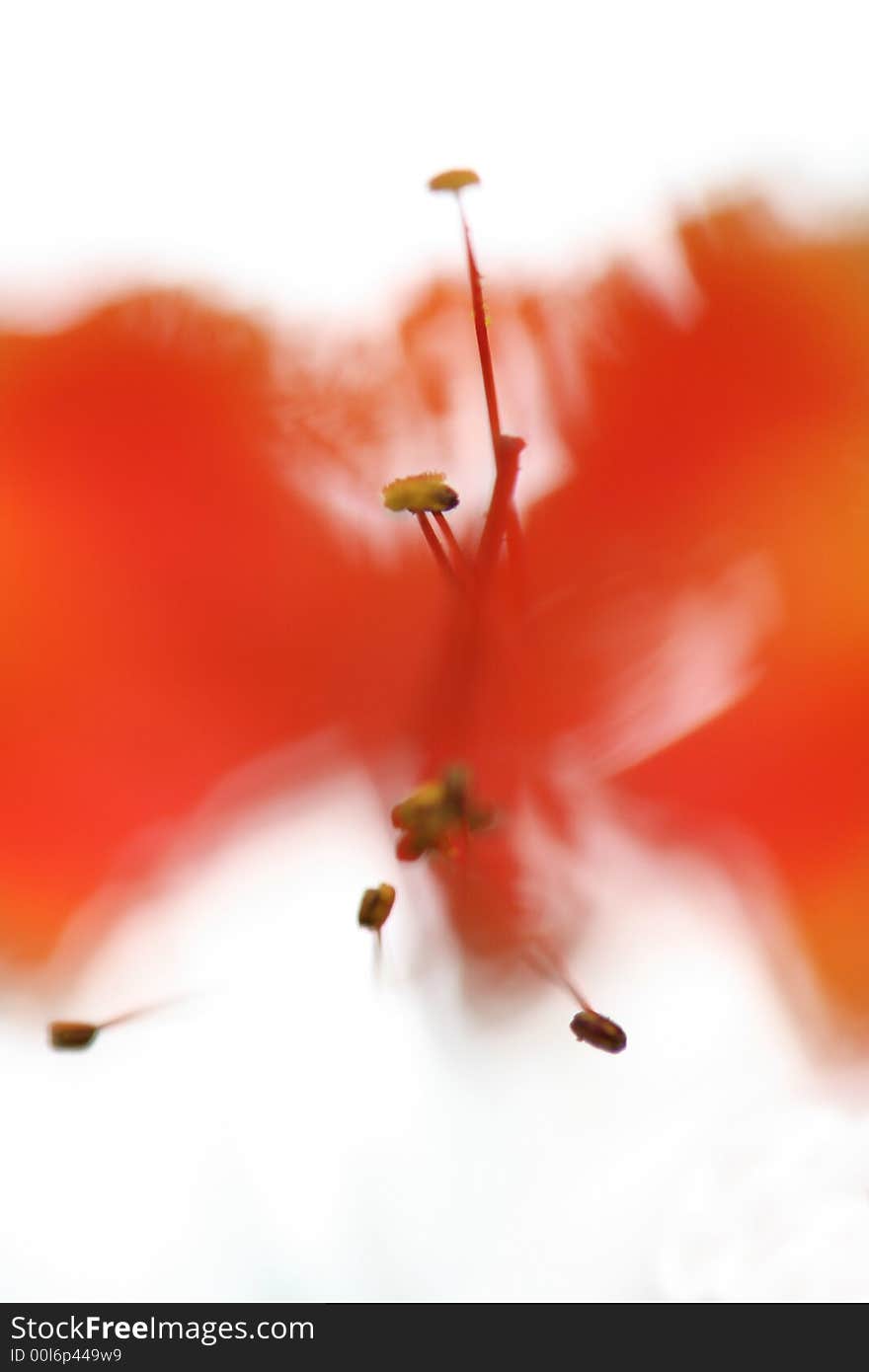 A macro against the sun with what I believe is a red bird of paradise flower.