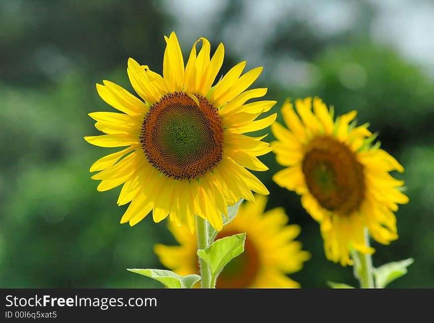 Sunflower