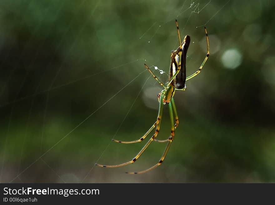 The spider in actions during the morning dew.