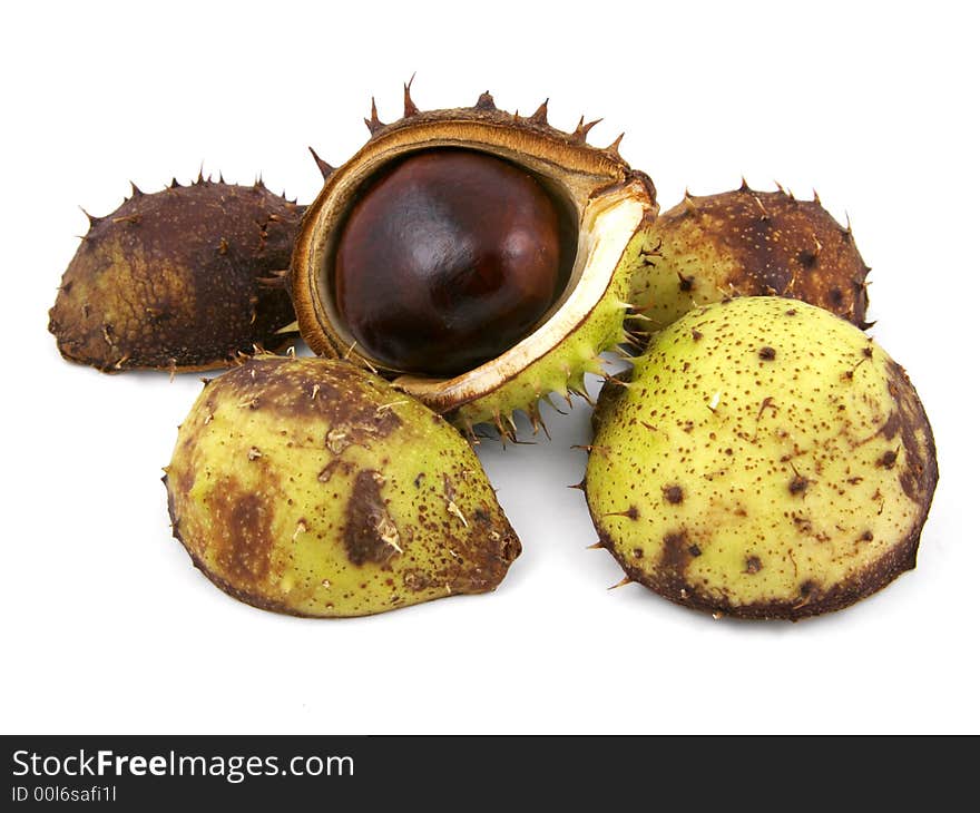 Chestnuts shells with single chestnut.