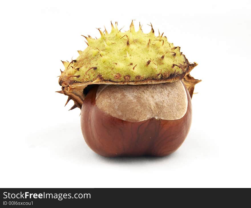 Chestnut with shell hat. Isolated on white.