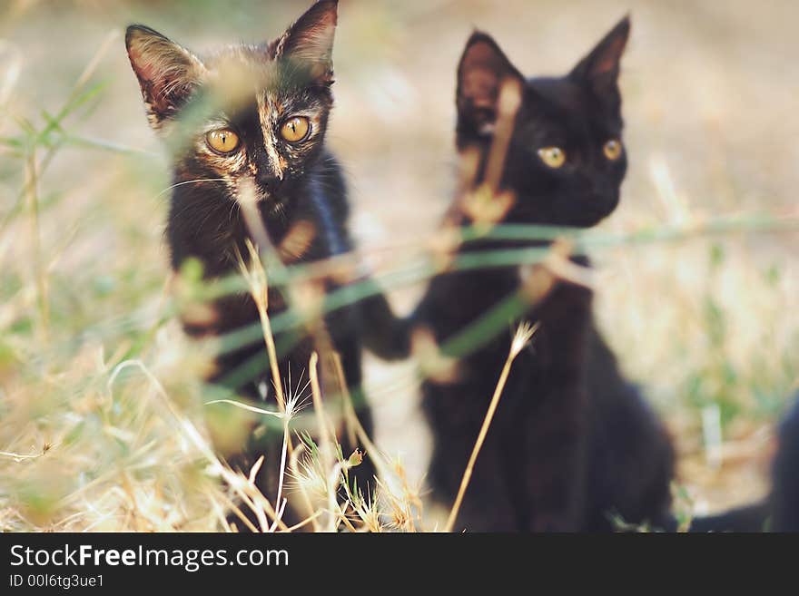 Black Cats Hiding On The Grass