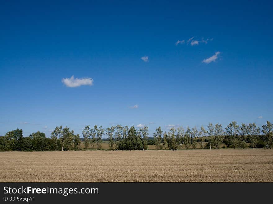 Trees and field