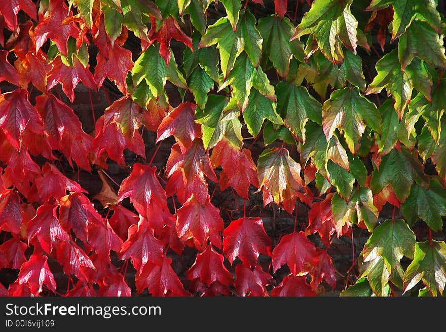 Green and red colored autumn leaves