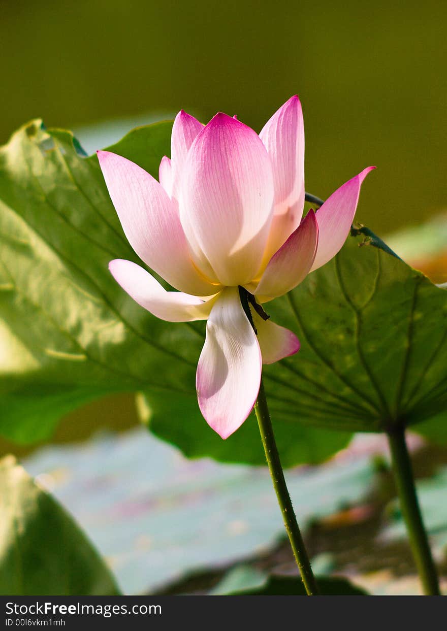 Lotus