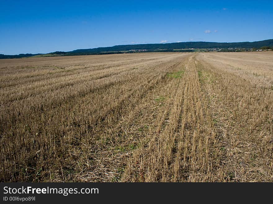 Trees and field