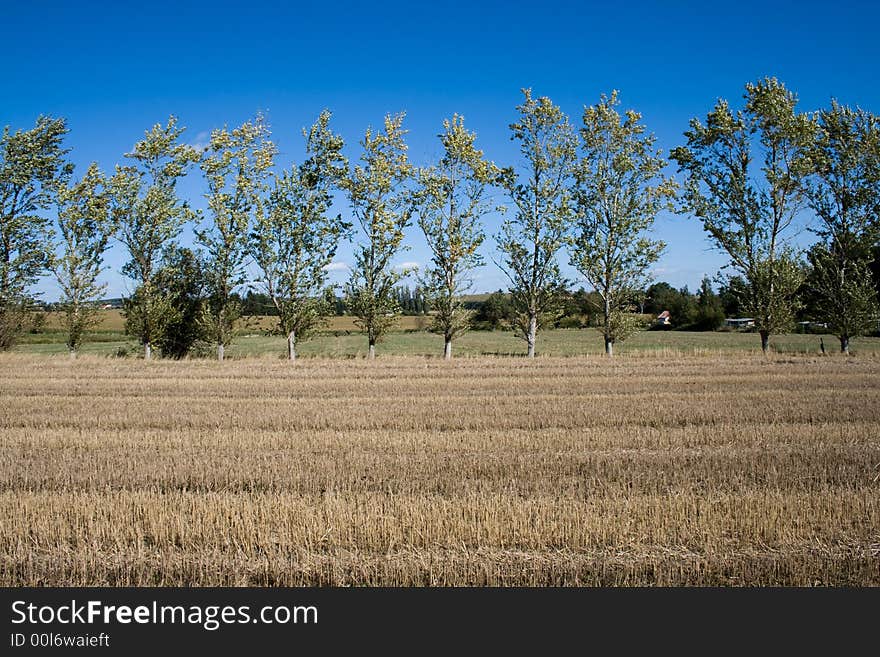 A tree in a fild in sunny autumn days. A tree in a fild in sunny autumn days