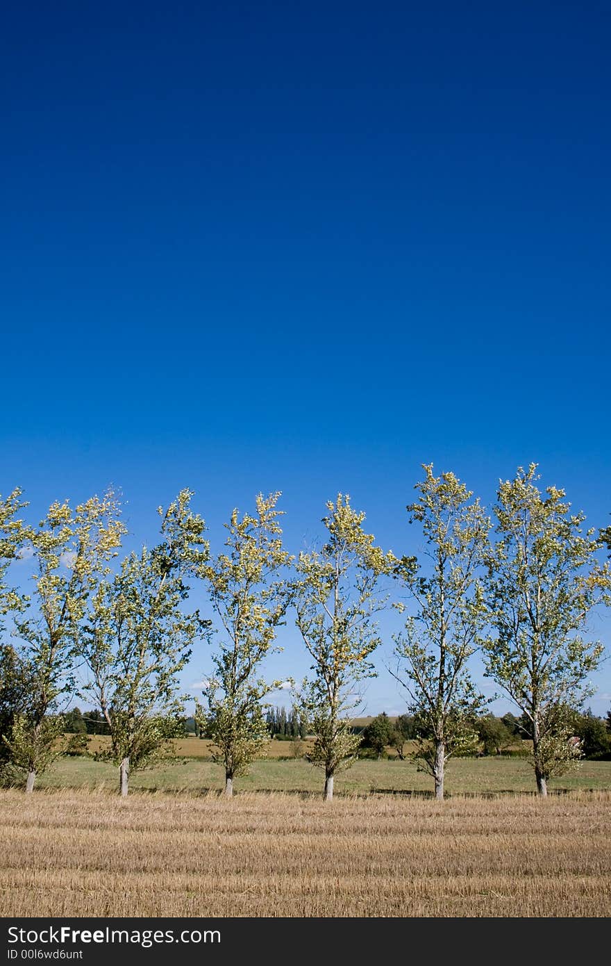 Trees and field