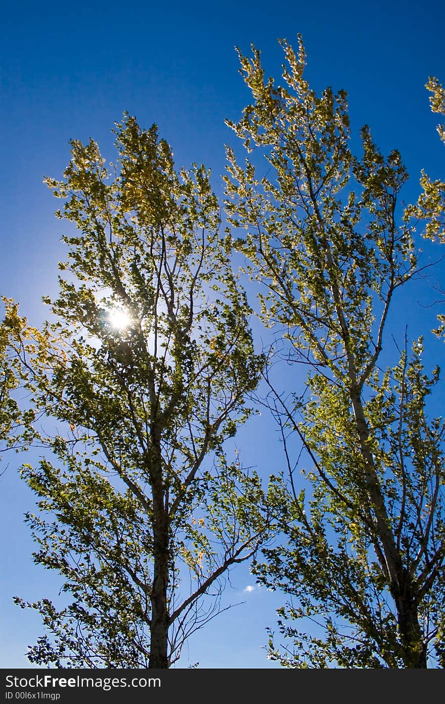 A sunshine in branches