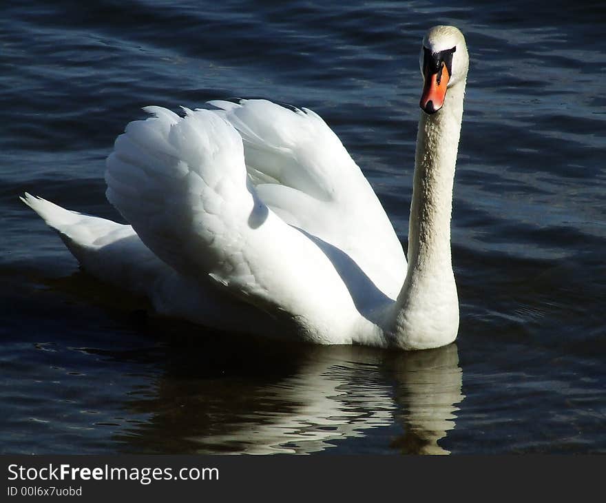 A Swan glides by