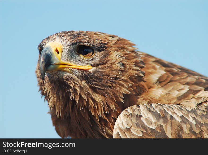 Bald Eagle