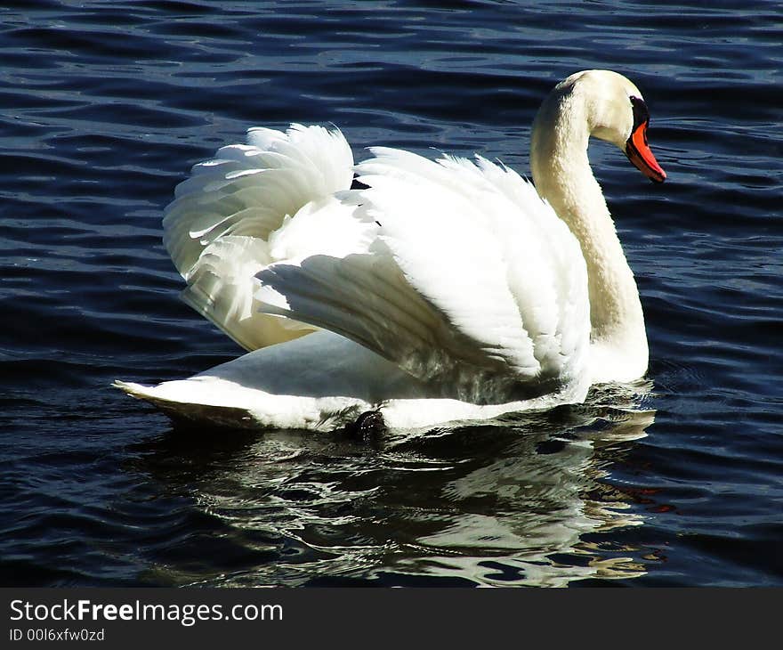 A Swan glides by